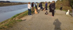 We had an excellent walk with our Basic Class last week. The dogs looked great everyone, keep it up! 